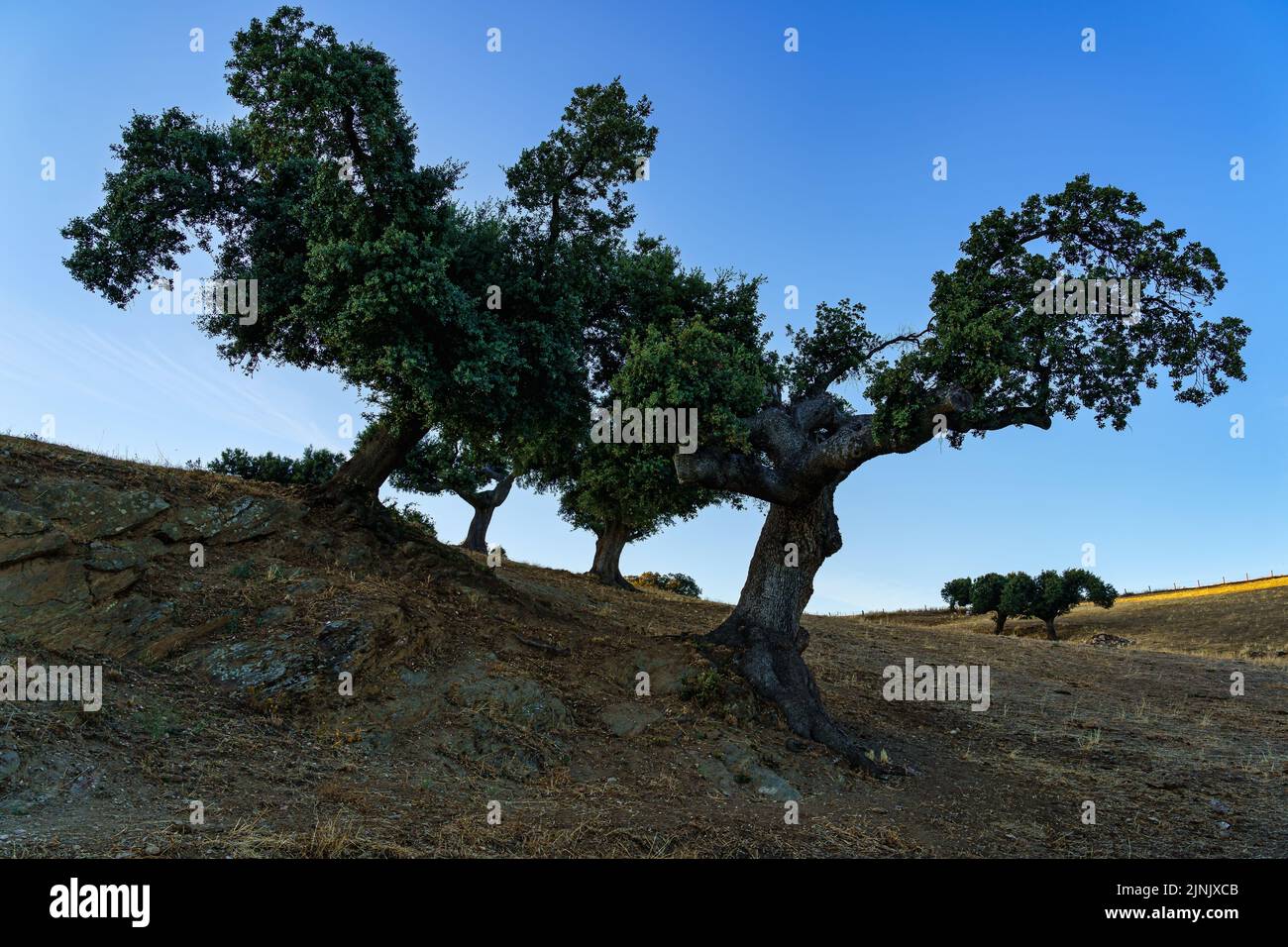 Several holm oak trees in desert terrain and blue sky. Stock Photo