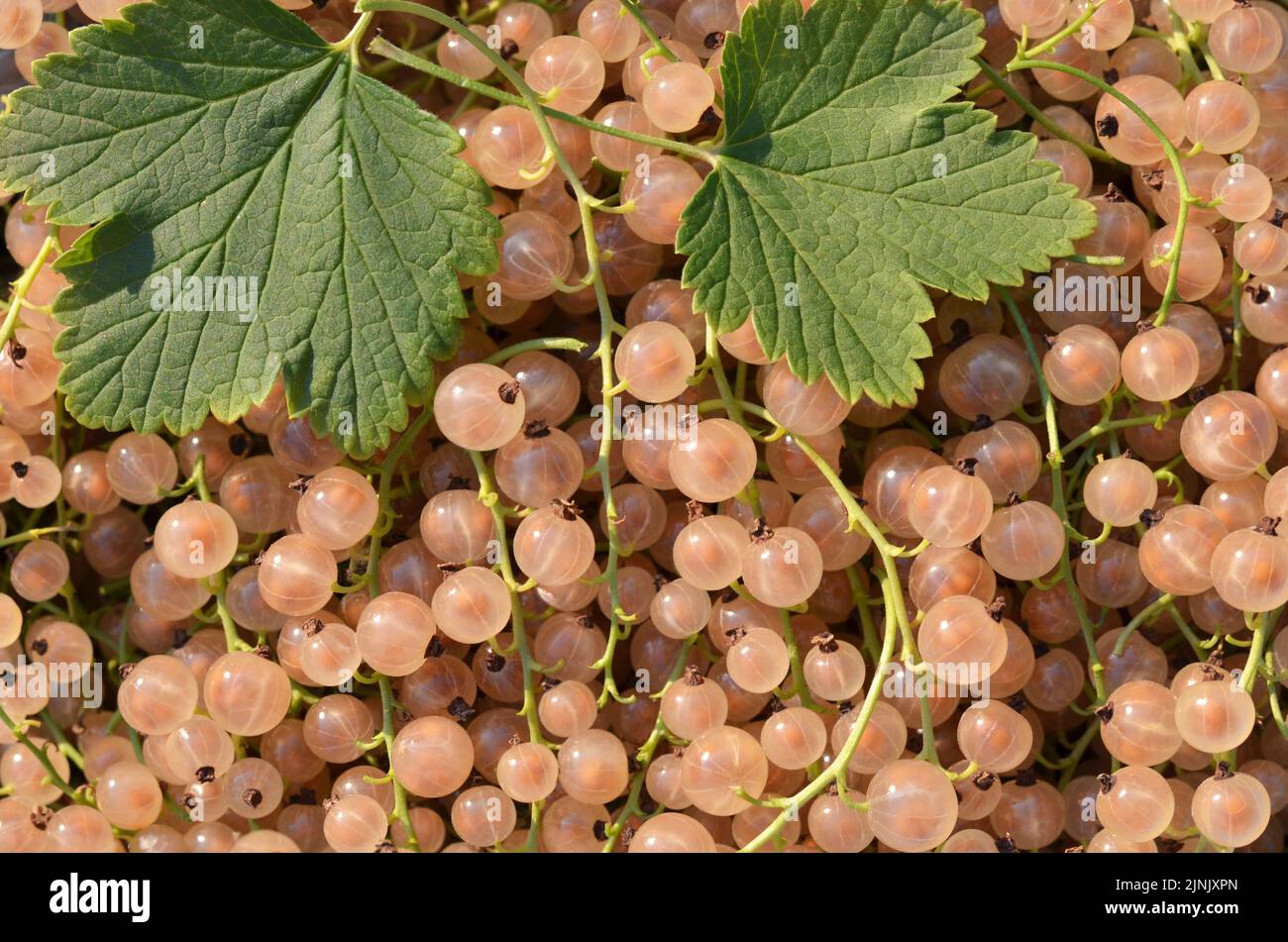 Ripe white currant berries on a full frame as a background. Healthy eating concept. Stock Photo