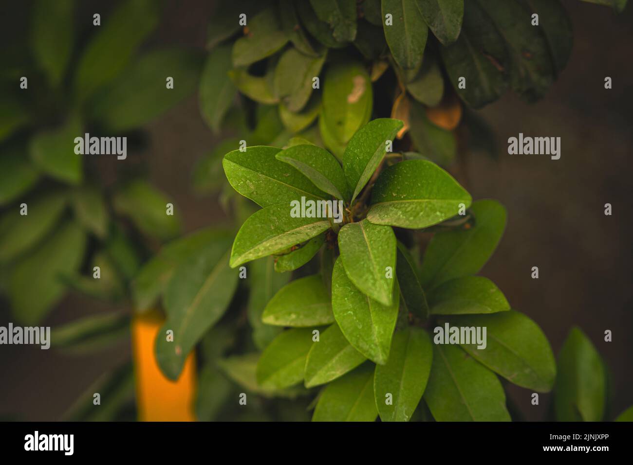 A closeup of Excoecaria agallocha plant green leaves in a garden Stock Photo