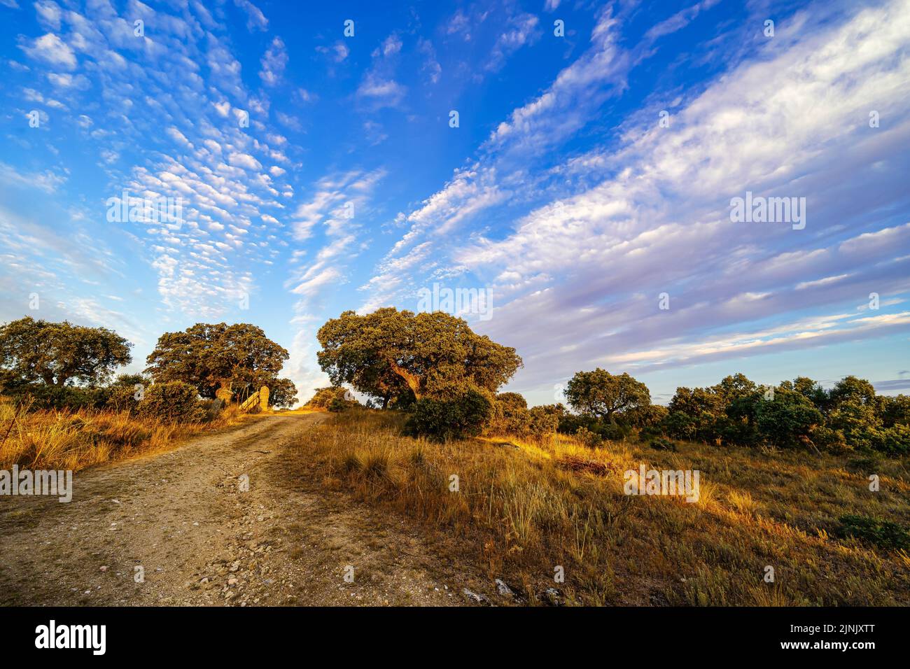 sunrise in the field with Mediterranean forest oaks. Stock Photo