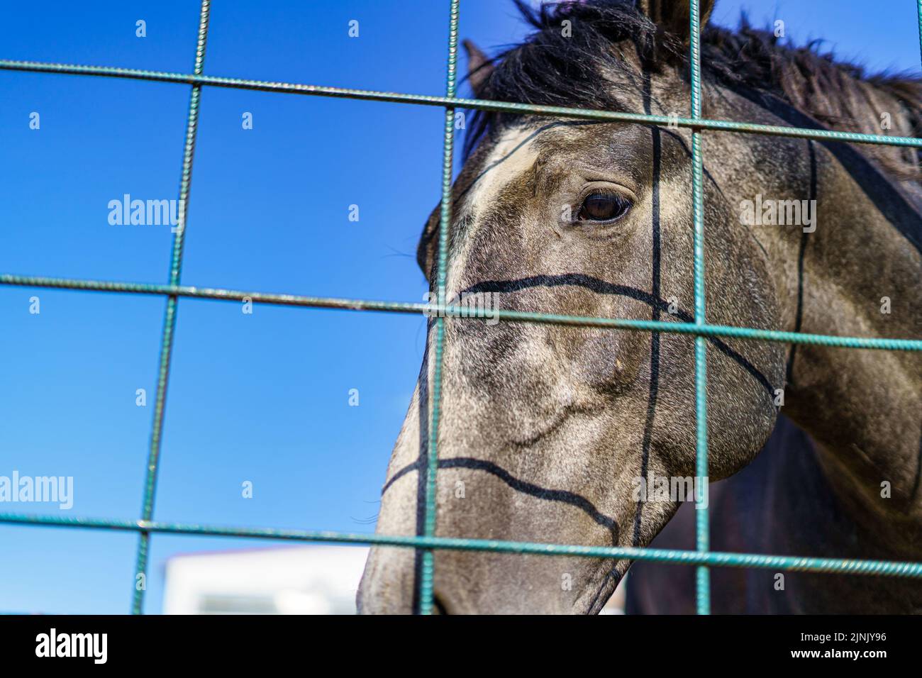 Horse's head behind iron bars. Stock Photo