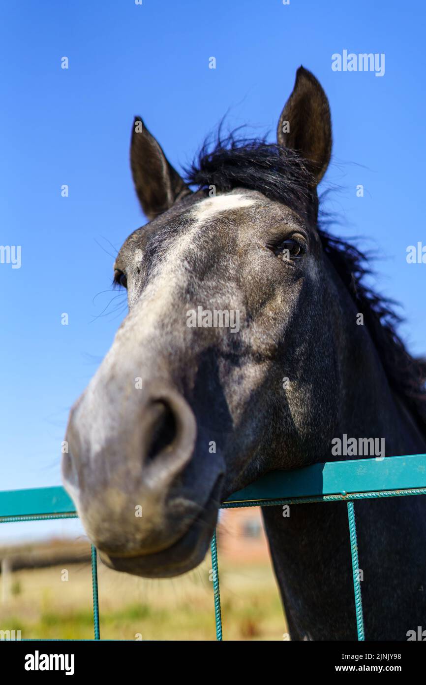 Horse's head peered over iron fence. Stock Photo