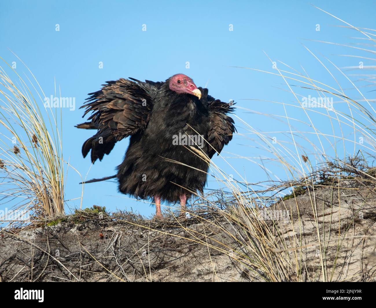 Portrait of a Turkey vulture (Cathartes aura) taken in the Falkland Islands Stock Photo