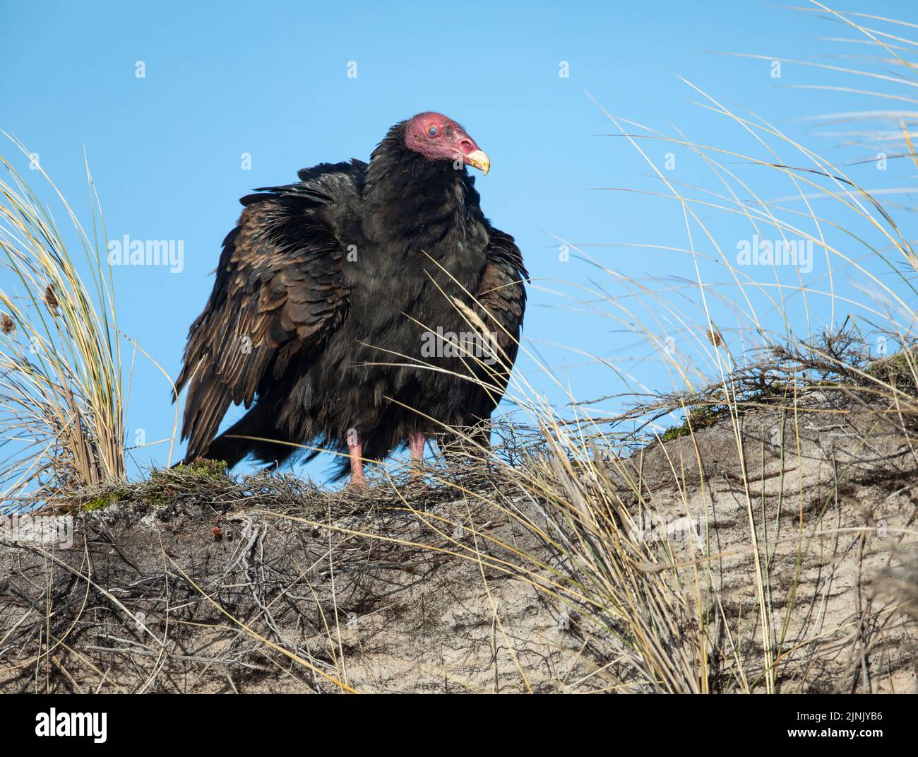 Portrait of a Turkey vulture (Cathartes aura) taken in the Falkland Islands Stock Photo