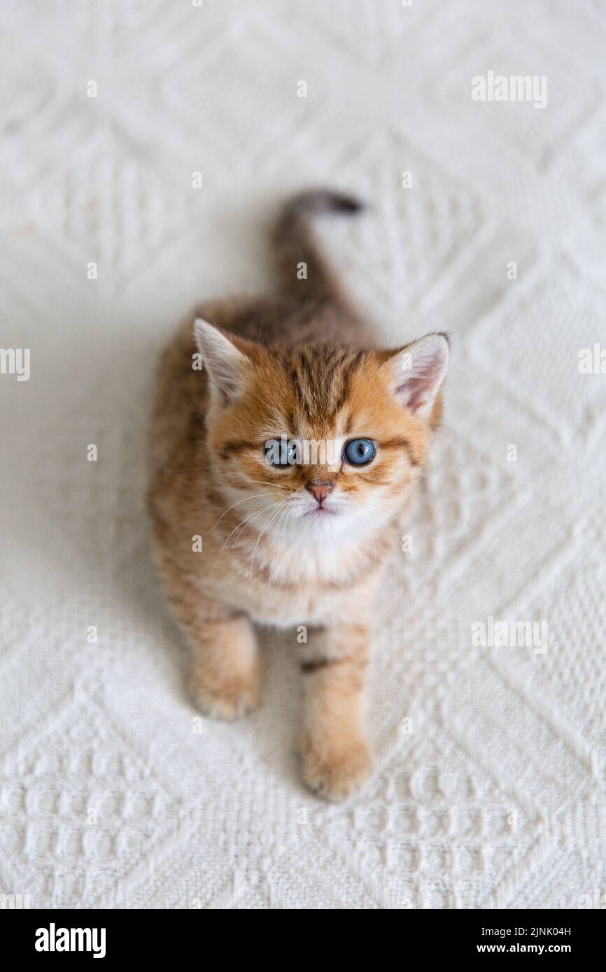 Cute tabby Scottish short hair gold kitten. Dreaming kitten is lying on