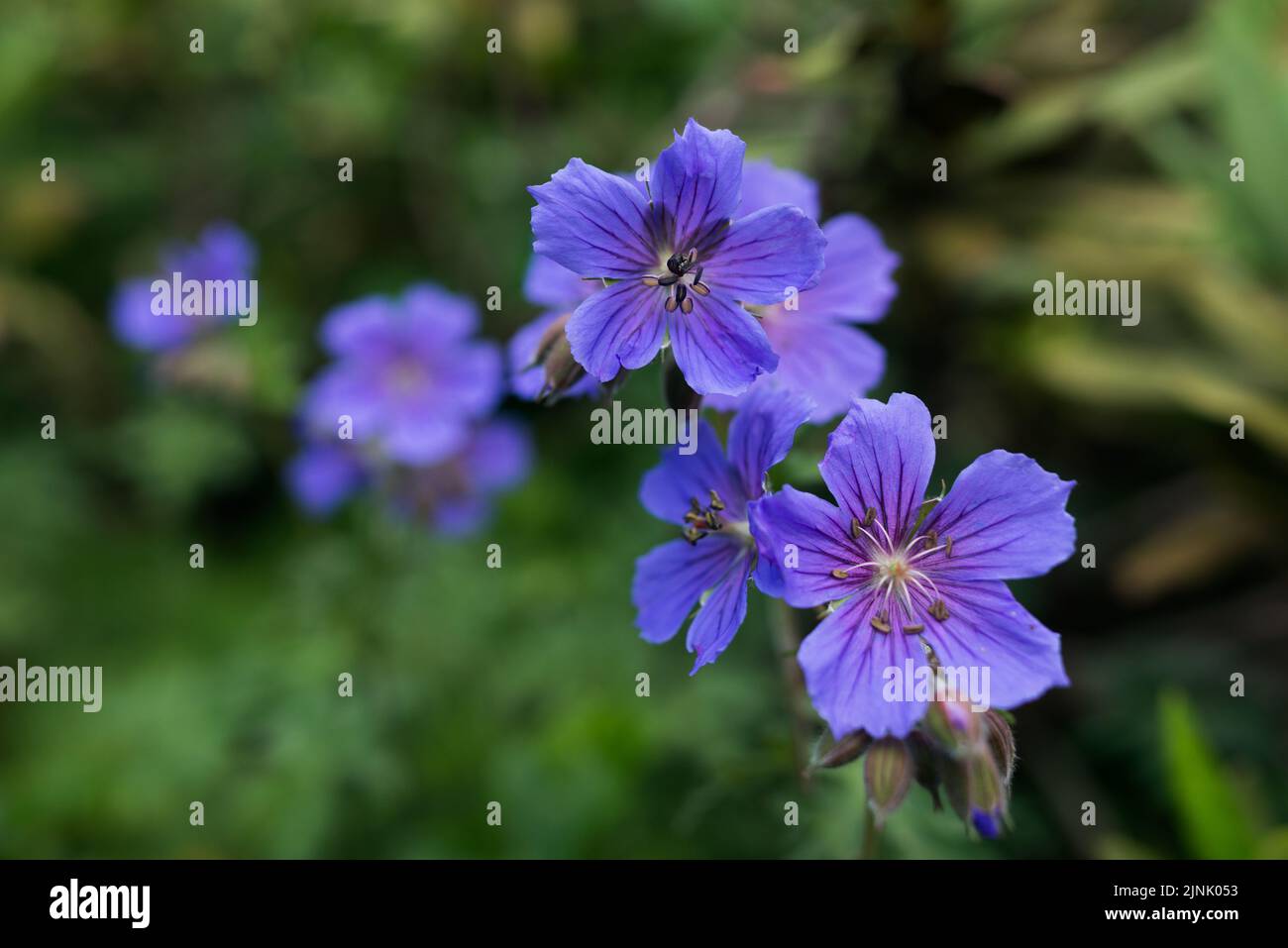 Blooming flowers in the forest at morning Stock Photo - Alamy