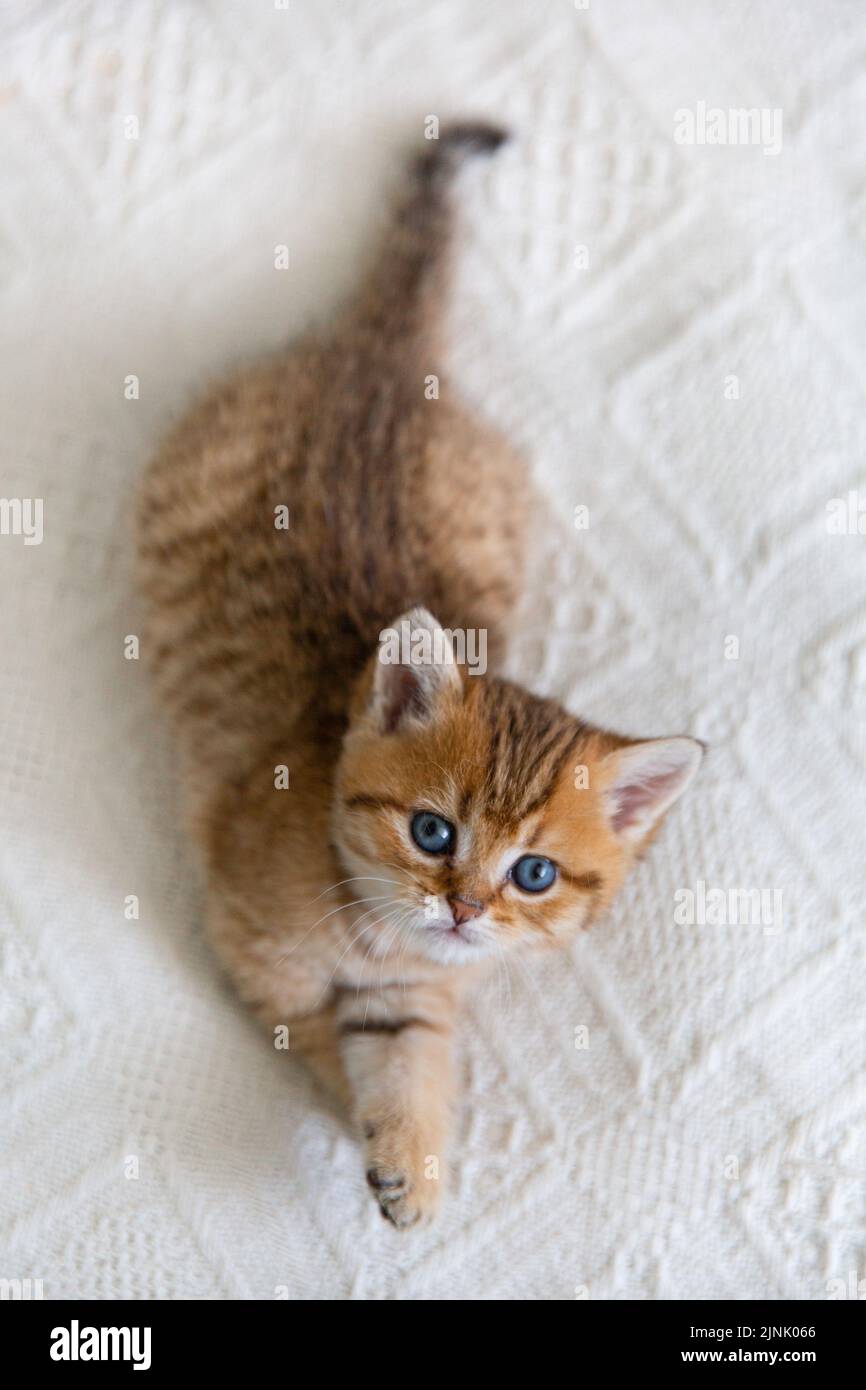 Cute tabby Scottish short hair gold kitten. Dreaming kitten is lying on a bed under warm white