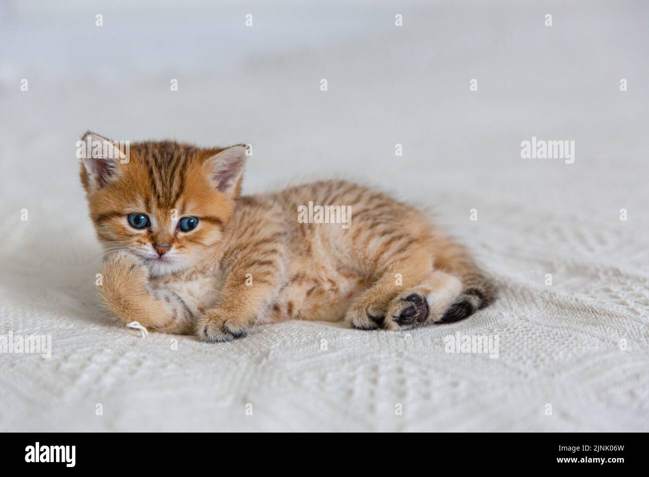 Cute tabby Scottish short hair gold kitten. Dreaming kitten is lying on