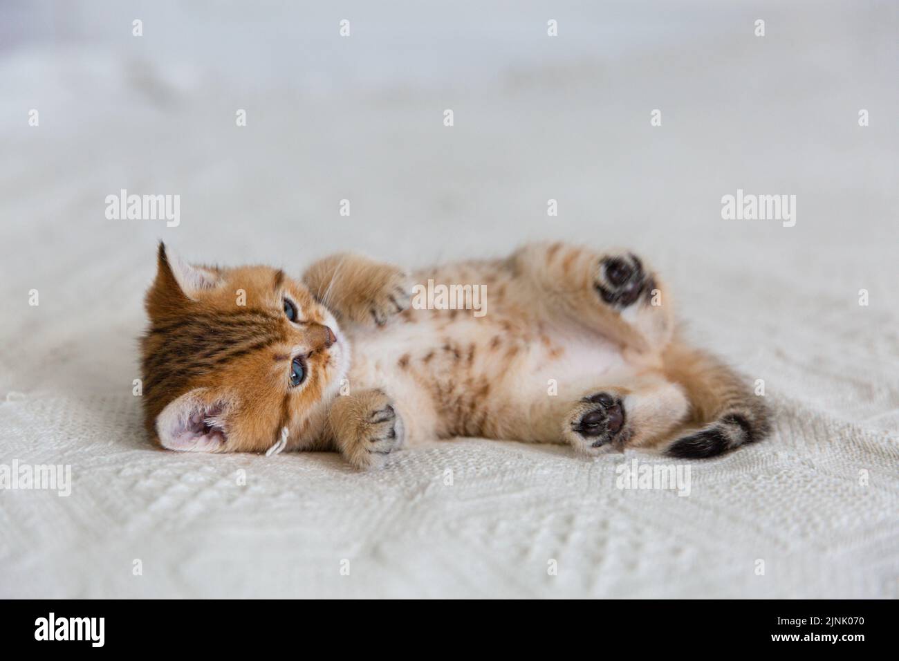 Cute tabby Scottish short hair gold kitten. Dreaming kitten is lying on