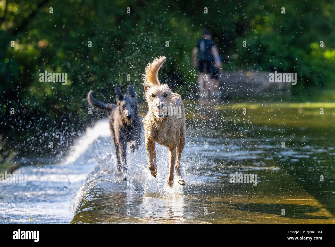 12.08.22. WEATHER SOMERSET.  Two dogs enjoy the water at Warleigh Weir on the River Avon near Bath in Somerset as temperatures continue to soar across Stock Photo