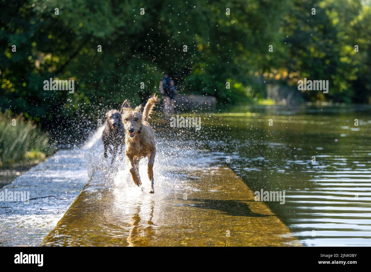 12.08.22. WEATHER SOMERSET.  Two dogs enjoy the water at Warleigh Weir on the River Avon near Bath in Somerset as temperatures continue to soar across Stock Photo