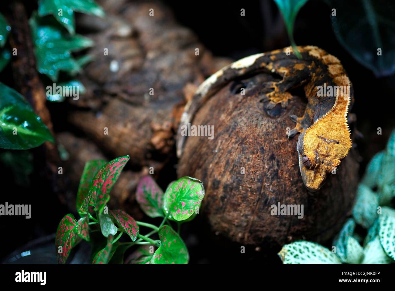 Cresetd Gecko on Coconut Shell Stock Photo