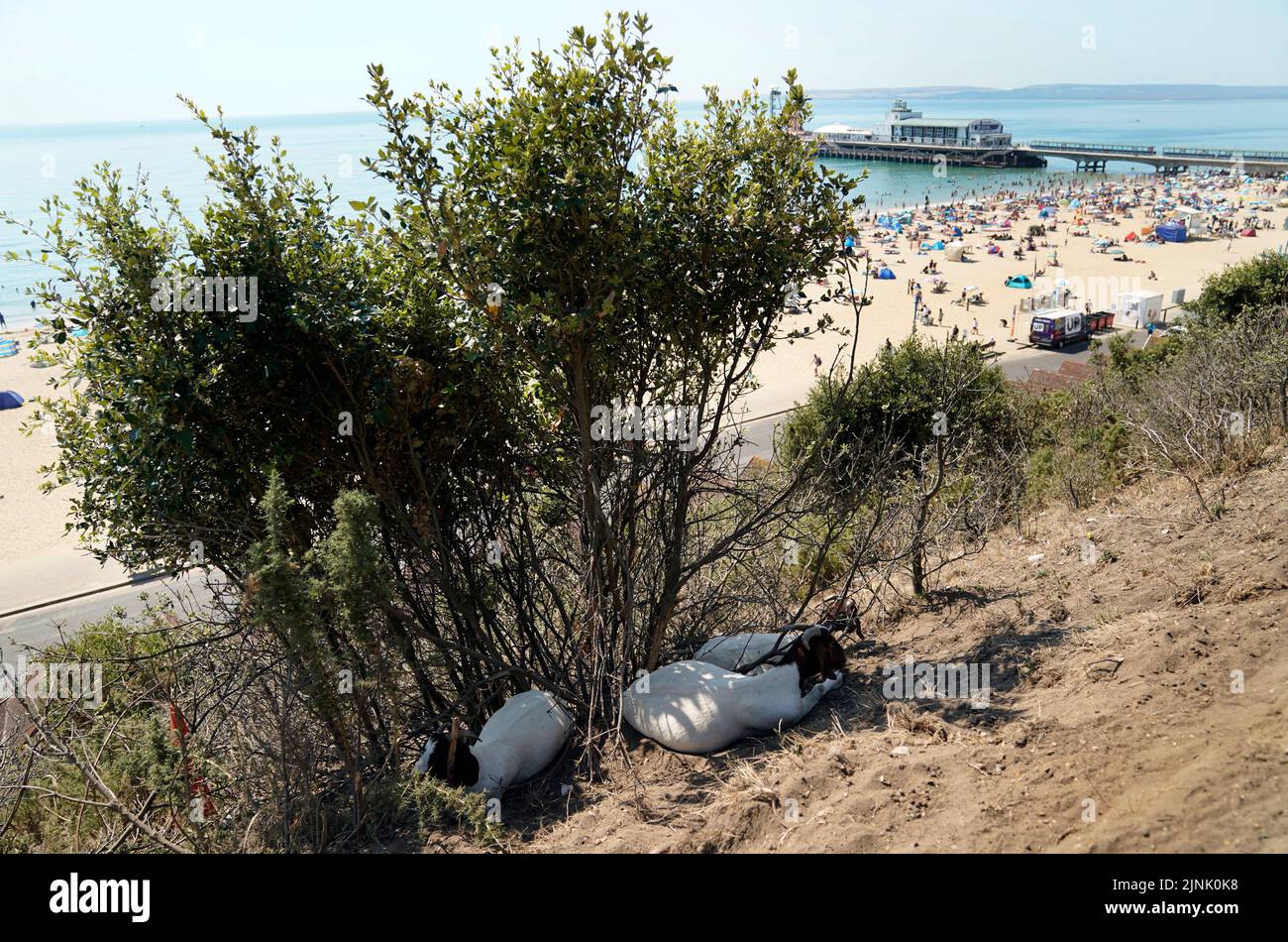 Goats shelter in the shade on the cliffs above Bournemouth beach in Dorset. A drought is set to be declared for some parts of England on Friday, with temperatures to hit 35C making the country hotter than parts of the Caribbean. Picture date: Friday August 12, 2022. Stock Photo