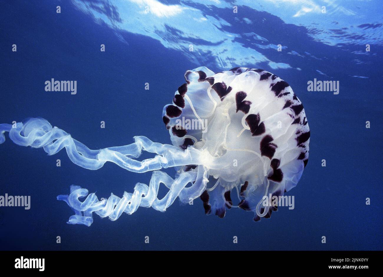 Purple-striped Jelly (Chrysaora colorata), drifting in blue water, San Diego, California, USA, Pacific Ocean Stock Photo