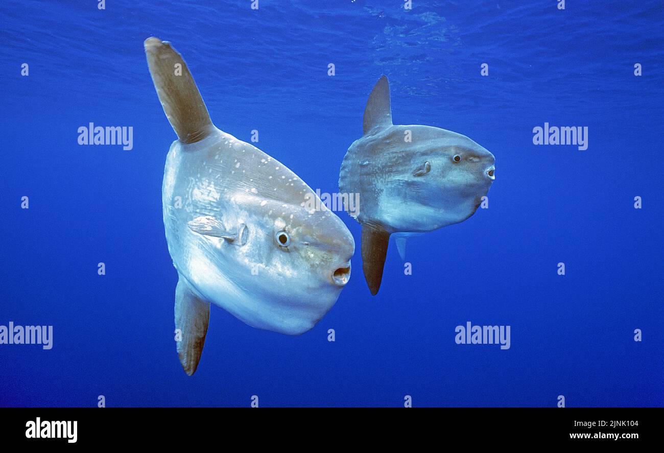Ocean sunfishes (Mola mola), San Diego, California, USA, Pacific Ocean Stock Photo