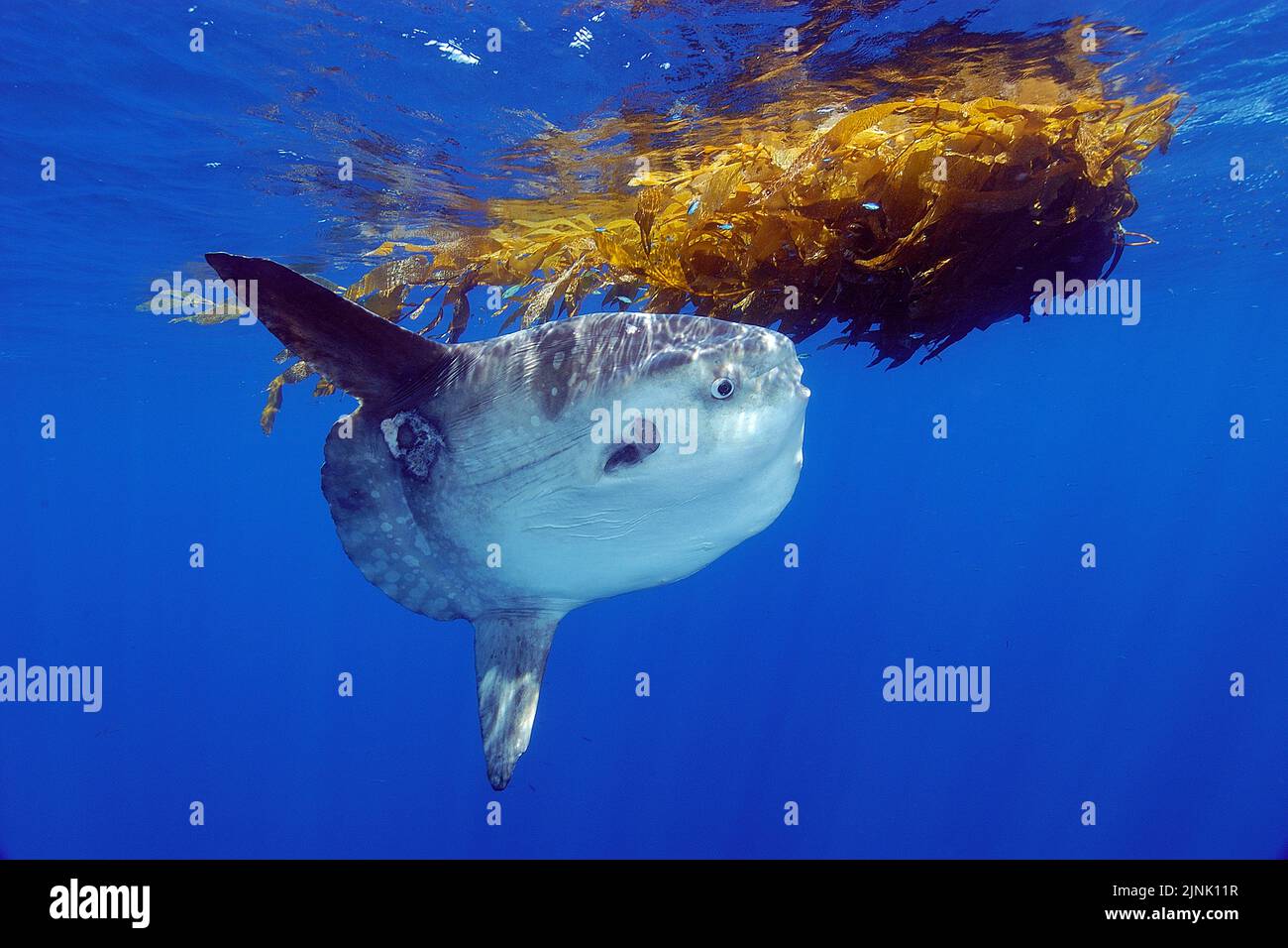 Ocean sunfish (Mola mola), San Diego, California, USA, Pacific Ocean Stock Photo