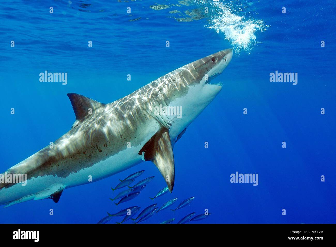 Great white shark (Carcharodon carcharias) in blue water, Guadalupe Island, Mexico, Stock Photo