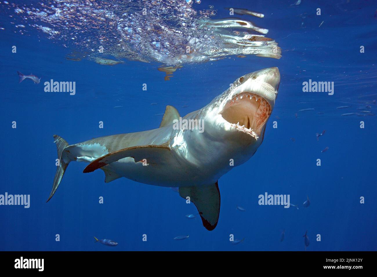 Great white shark (Carcharodon carcharias) with open mouth, Guadalupe Island, Mexico, Pacific Ocean Stock Photo