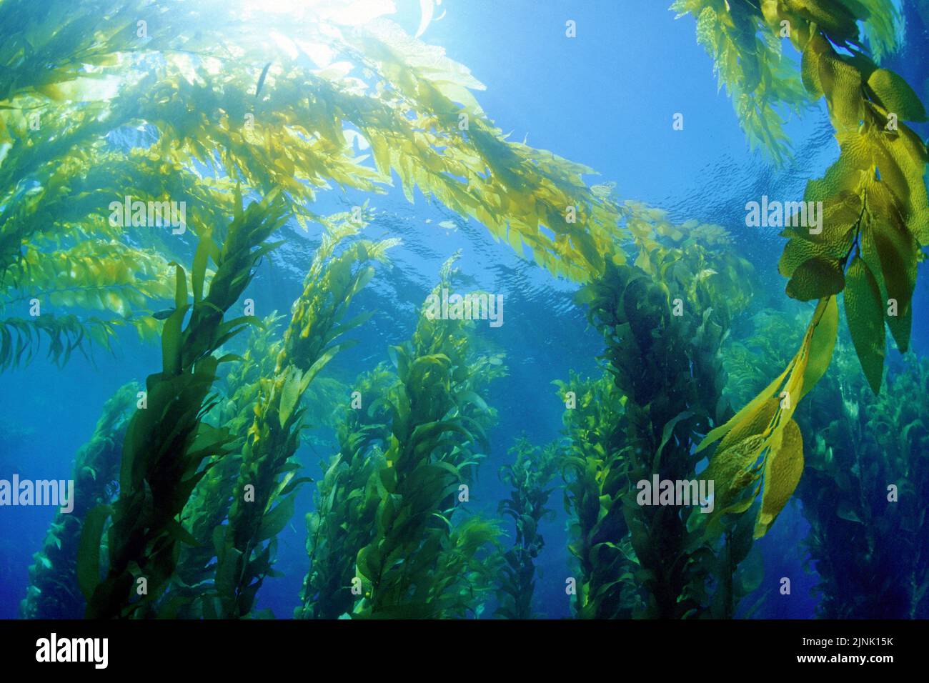 Giant kelp or Bladder kelp (Macrocystis pyrifera), San Clemente Island, California, USA, Pacific Ocean Stock Photo