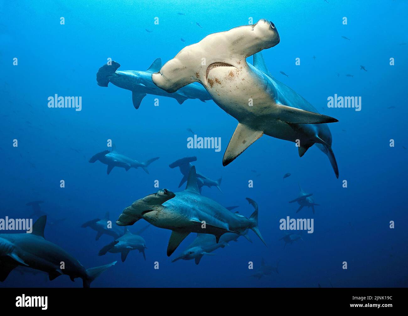 Scalloped Hammerhead Sharks (Sphyrna lewini), schooling, Wolf Island, Galapagos Islands, Ecuador, Pacific Ocean Stock Photo