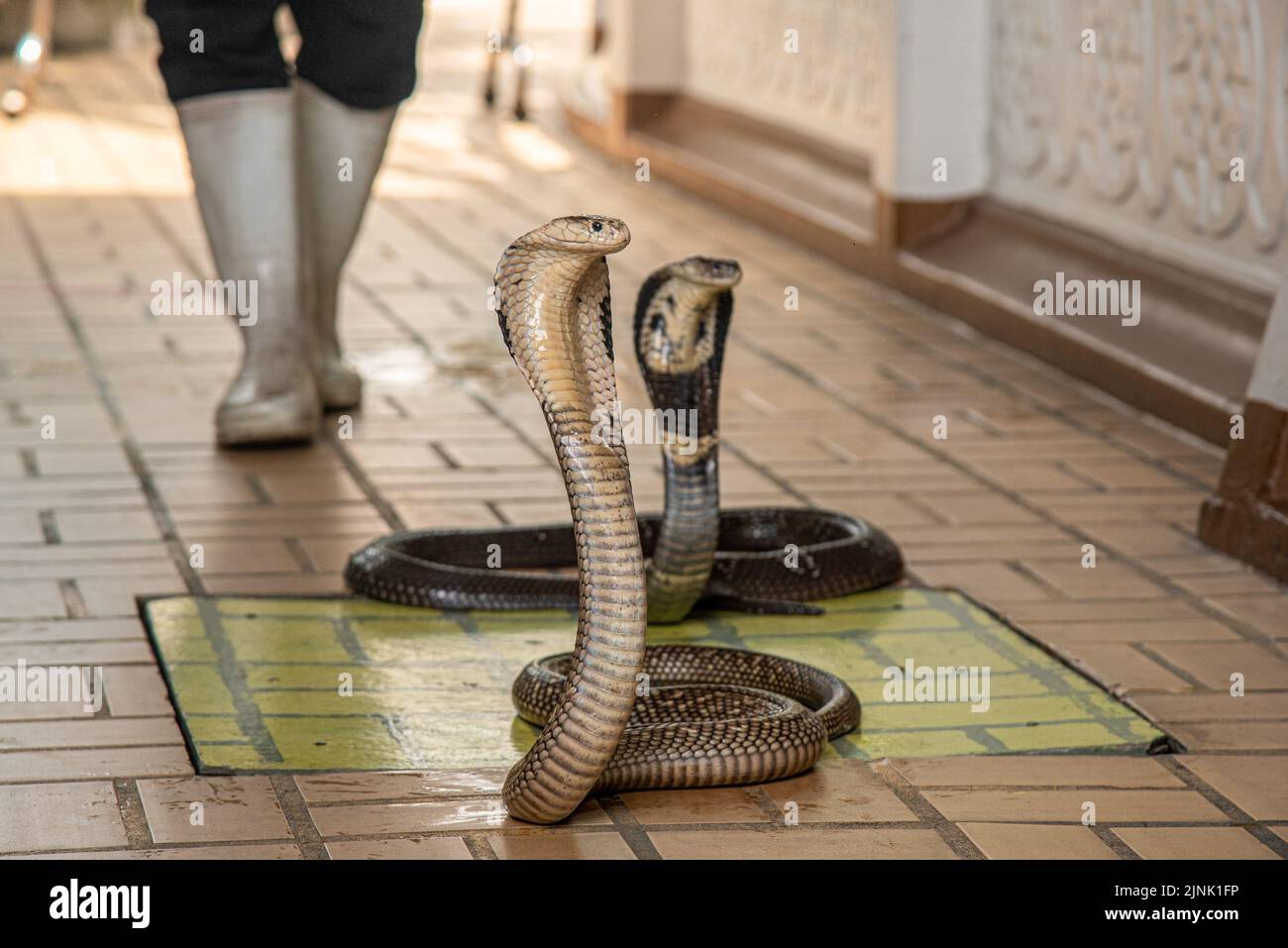 Bangkok, Thailand. 12th Aug, 2022. Siamese Cobra seen during a snake show at the Queen Saovabha Memorial Institute and Snake farm in Bangkok, Thailand. The Queen Saovabha Memorial Institute also known as the Bangkok Snake Farm was founded on 1923 to raised venomous snakes for venom extraction and production of antivenom for Thailand and surrounding regions where venomous snakes are endemic. The institute also serves as a museum to inform the general public about snakes in Thailand. Credit: SOPA Images Limited/Alamy Live News Stock Photo
