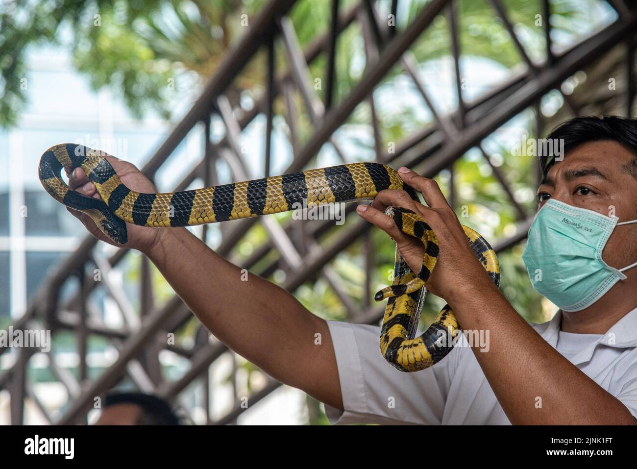 Bangkok, Thailand. 12th Aug, 2022. A Thai snake expert holds a Banded Krait Snake during a snake show at the Queen Saovabha Memorial Institute and Snake Farm in Bangkok. The Queen Saovabha Memorial Institute also known as the Bangkok Snake Farm was founded on 1923 to raised venomous snakes for venom extraction and production of antivenom for Thailand and surrounding regions where venomous snakes are endemic. The institute also serves as a museum to inform the general public about snakes in Thailand. Credit: SOPA Images Limited/Alamy Live News Stock Photo