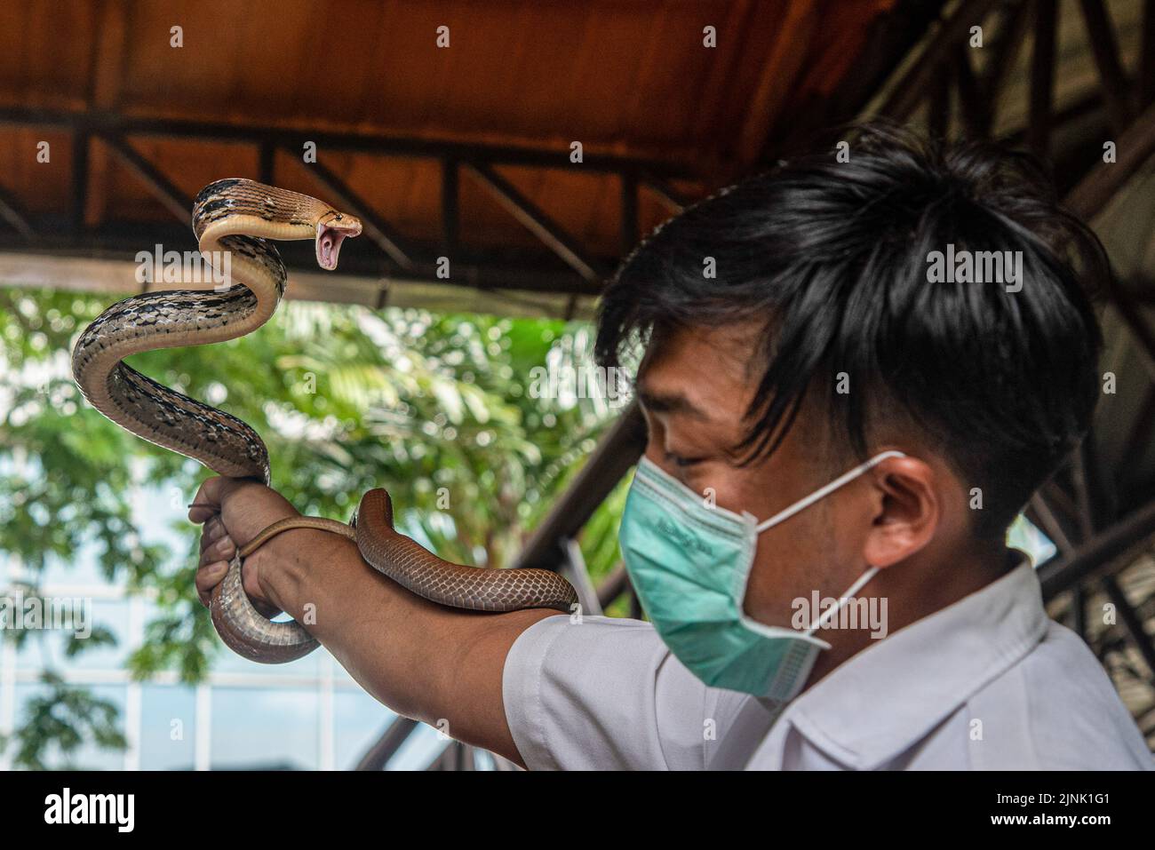 Bangkok, Thailand. 12th Aug, 2022. A Thai snake expert holds a Copperhead Racer Snake during a snake show at the Queen Saovabha Memorial Institute and Snake Farm in Bangkok. The Queen Saovabha Memorial Institute also known as the Bangkok Snake Farm was founded on 1923 to raised venomous snakes for venom extraction and production of antivenom for Thailand and surrounding regions where venomous snakes are endemic. The institute also serves as a museum to inform the general public about snakes in Thailand. Credit: SOPA Images Limited/Alamy Live News Stock Photo