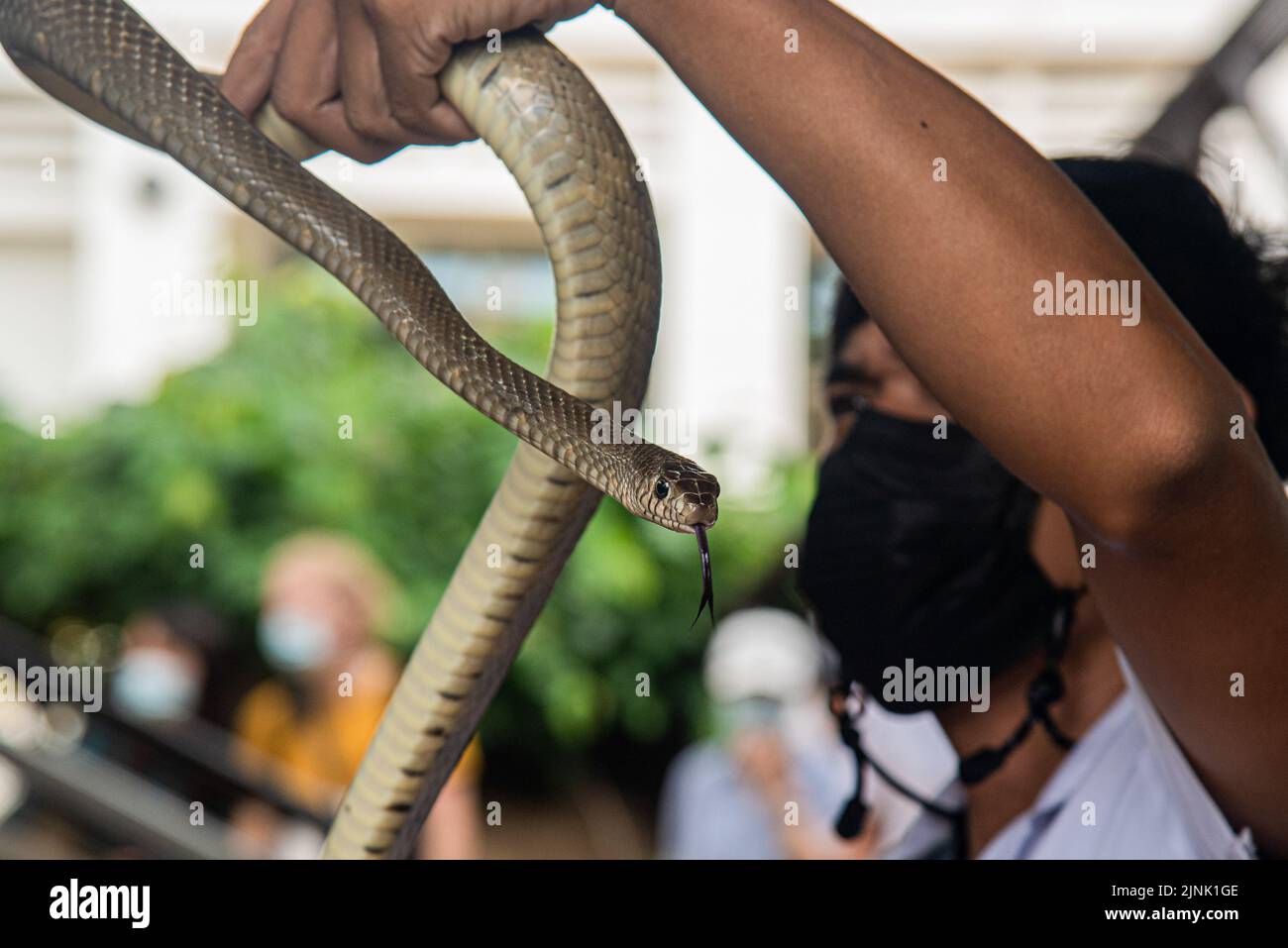 Bangkok, Thailand. 12th Aug, 2022. A Thai snake expert holds a Rat Snake during a snake show at the Queen Saovabha Memorial Institute and Snake Farm in Bangkok. The Queen Saovabha Memorial Institute also known as the Bangkok Snake Farm was founded on 1923 to raised venomous snakes for venom extraction and production of antivenom for Thailand and surrounding regions where venomous snakes are endemic. The institute also serves as a museum to inform the general public about snakes in Thailand. Credit: SOPA Images Limited/Alamy Live News Stock Photo