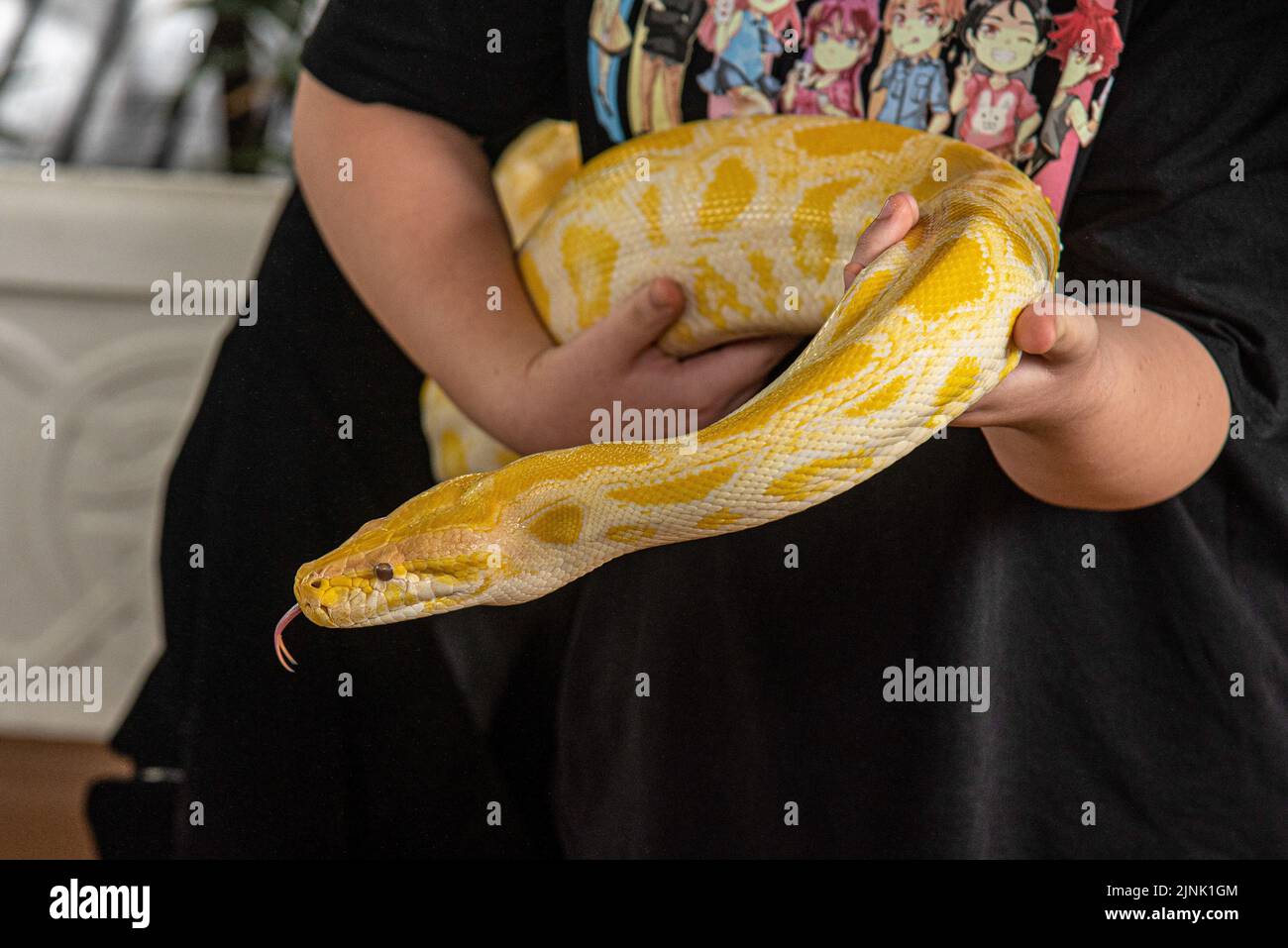 Bangkok, Thailand. 12th Aug, 2022. A visitor seen carry a Burmese Python at the Queen Saovabha Memorial Institute and Snake farm in Bangkok. The Queen Saovabha Memorial Institute also known as the Bangkok Snake Farm was founded on 1923 to raised venomous snakes for venom extraction and production of antivenom for Thailand and surrounding regions where venomous snakes are endemic. The institute also serves as a museum to inform the general public about snakes in Thailand. Credit: SOPA Images Limited/Alamy Live News Stock Photo