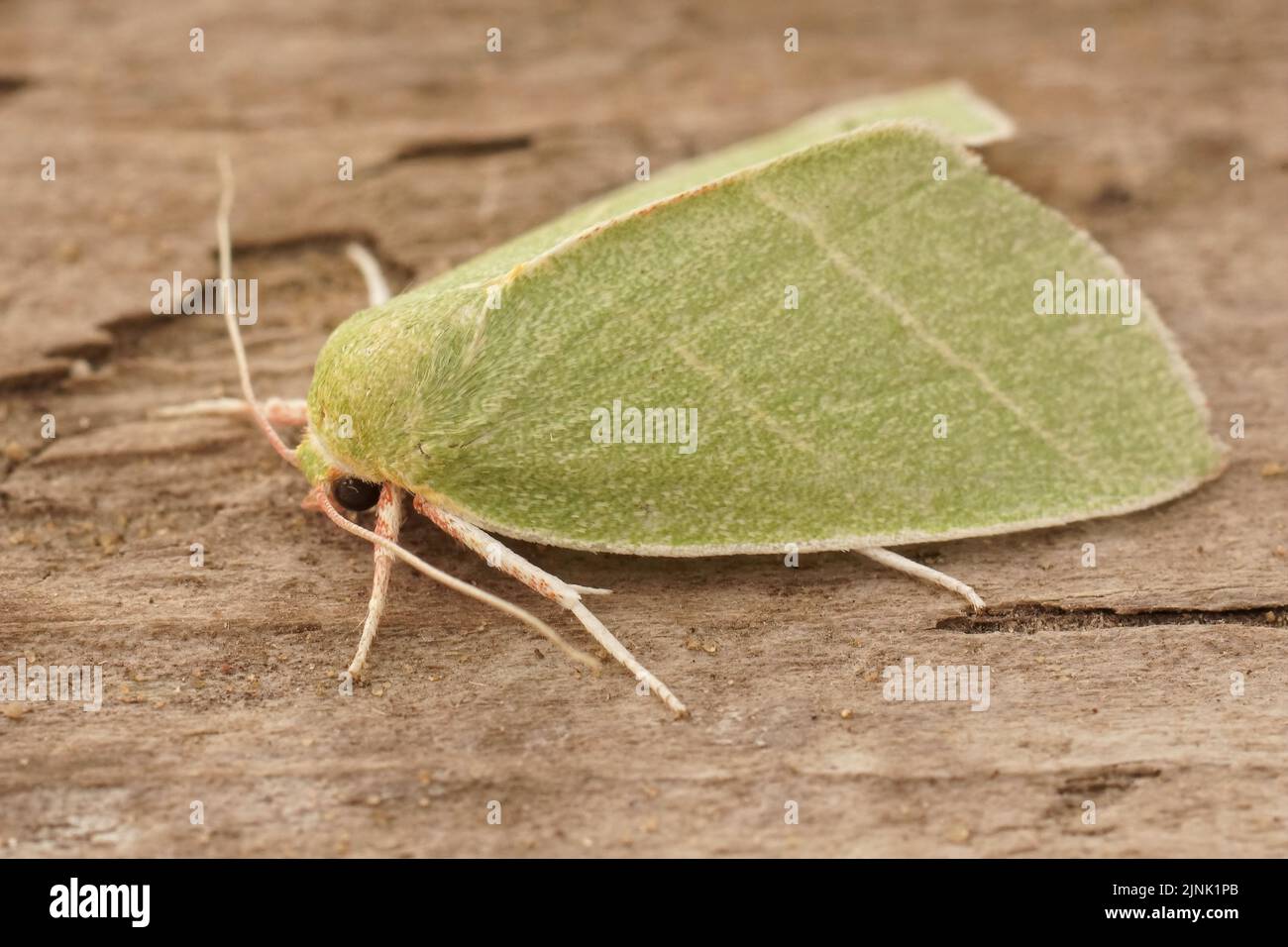 Detailed closeup on a colorful green Scarce silver lines moth, Bena bicolorana sitting on a piece of wood Stock Photo