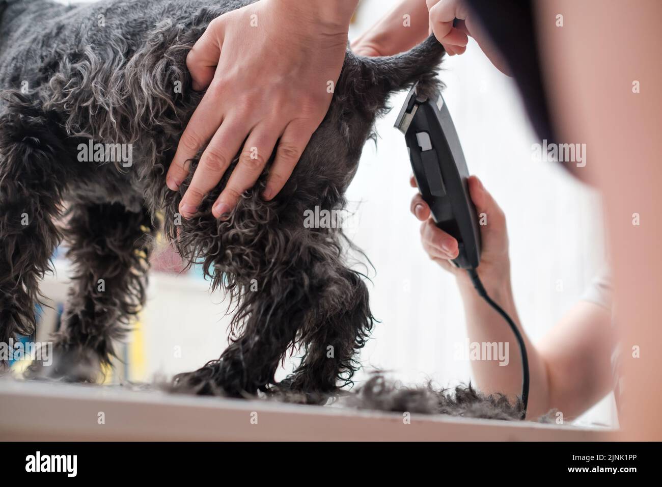 Shaving dogs at home. Groomer cutting fur of small black schnauzer Stock Photo