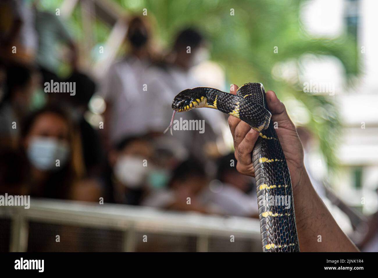 A Thai snake expert holds a venomous Mangrove snake during a snake show at the Queen Saovabha Memorial Institute and  Snake Farm in Bangkok. The Queen Saovabha Memorial Institute also known as the Bangkok Snake Farm was founded on 1923 to raised venomous snakes for venom extraction and production of antivenom for Thailand and surrounding regions where venomous snakes are endemic. The institute also serves as a museum to inform the general public about snakes in Thailand. (Photo by Peerapon Boonyakiat / SOPA Images/Sipa USA) Stock Photo