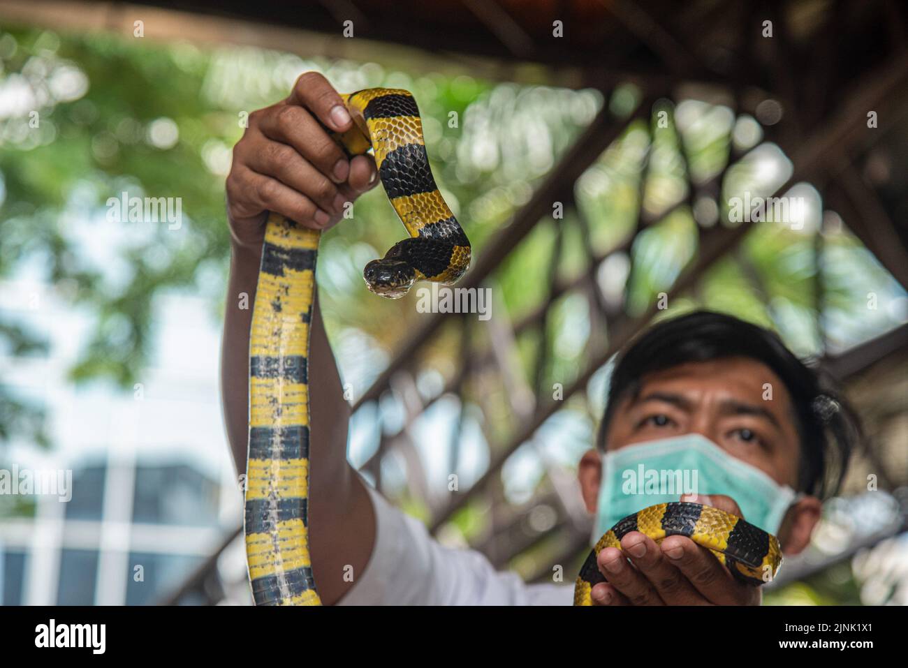 A Thai snake expert holds a Banded Krait Snake during a snake show at the Queen Saovabha Memorial Institute and Snake Farm in Bangkok. The Queen Saovabha Memorial Institute also known as the Bangkok Snake Farm was founded on 1923 to raised venomous snakes for venom extraction and production of antivenom for Thailand and surrounding regions where venomous snakes are endemic. The institute also serves as a museum to inform the general public about snakes in Thailand. (Photo by Peerapon Boonyakiat / SOPA Images/Sipa USA) Stock Photo
