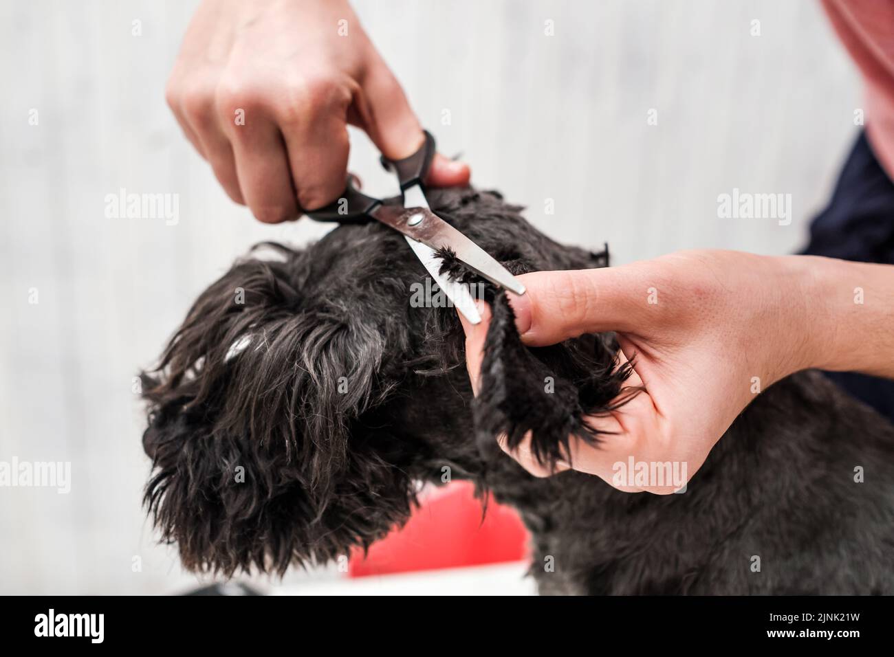 Shaving dogs face at home. Groomer cutting fur of small black schnauzer Stock Photo