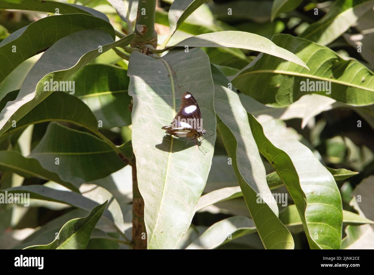 Danaid Eggfly butterfly (Hypolimnas misippus) resting on a leaf Stock Photo