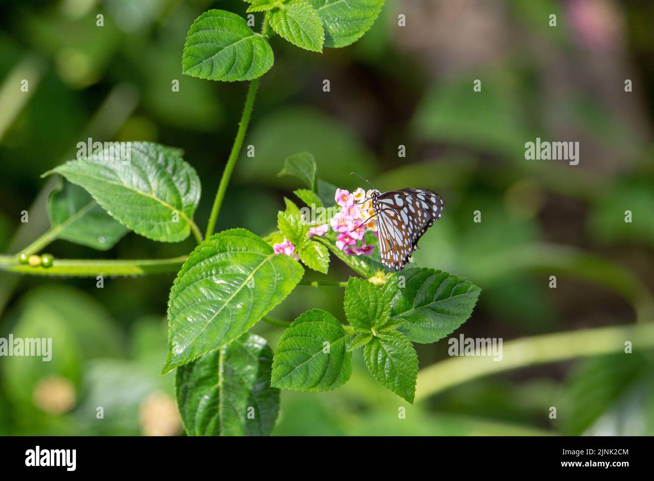 Dark blue tiger butterfly (Tirumala septentrionis) with closed wings feeding from a pink and yellow flower isolated with tropical green leaves Stock Photo