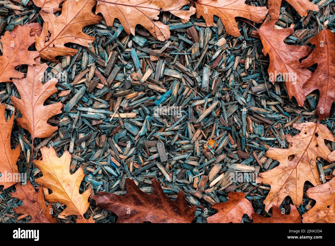 Decorative wood chips with autumn leaves. The slivers are red, the leaves are yellow. Well suited as a background. Stock Photo