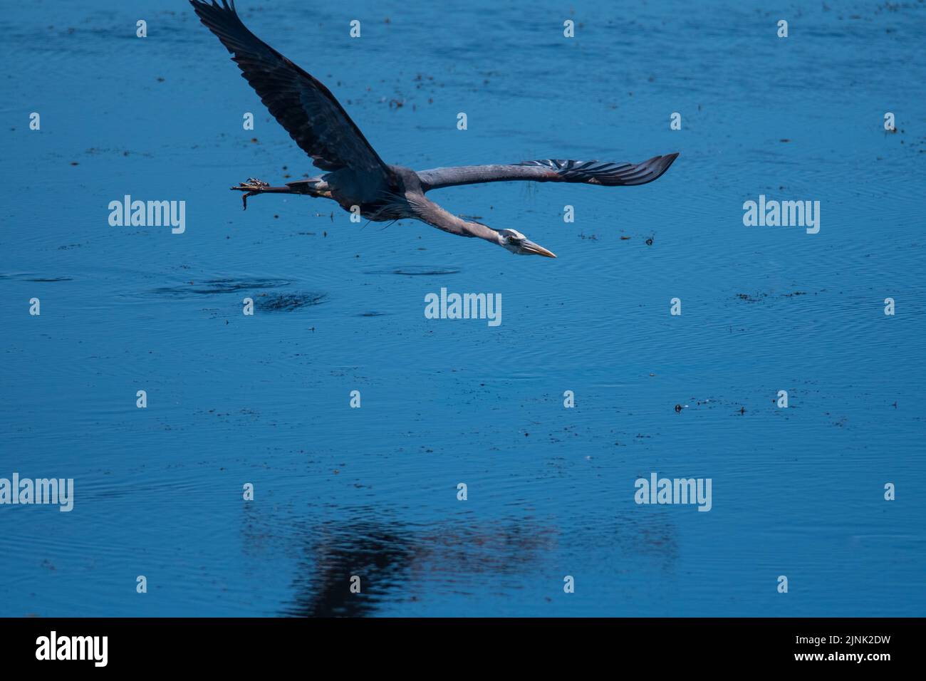 Great Blue Heron gliding over the water Stock Photo