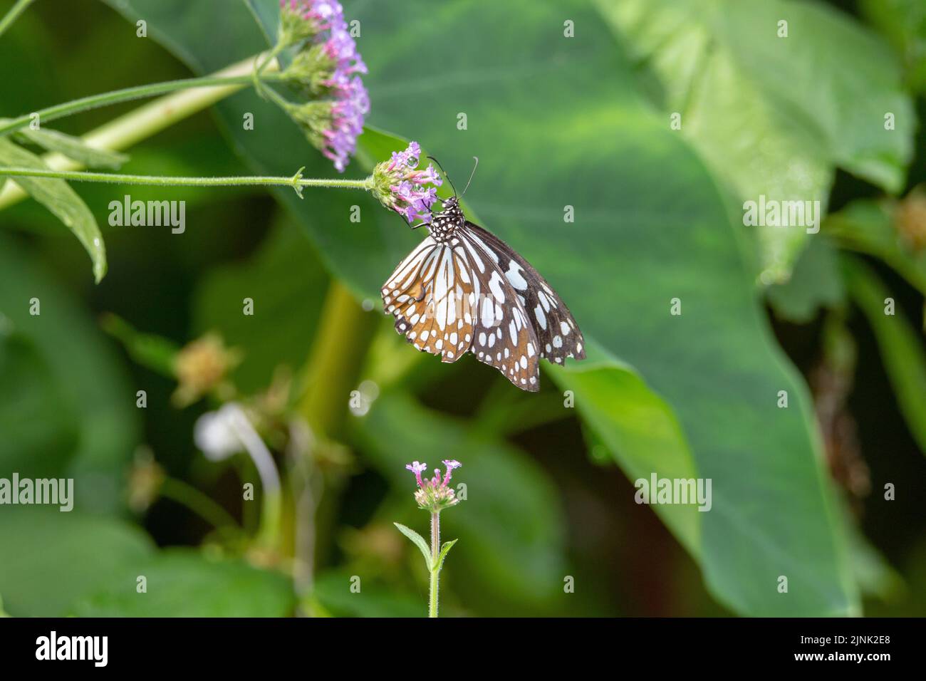 Dark blue tiger butterfly (Tirumala septentrionis) with closed wings feeding from small purple flowers isolated with tropical green leaves Stock Photo