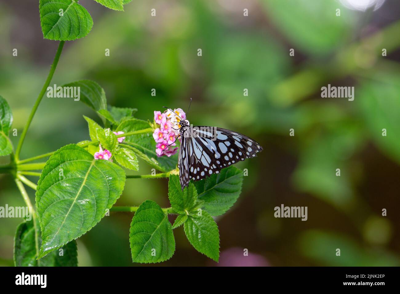 Dark blue tiger butterfly (Tirumala septentrionis) with half open wings feeding from a pink and yellow flower isolated with tropical green leaves Stock Photo