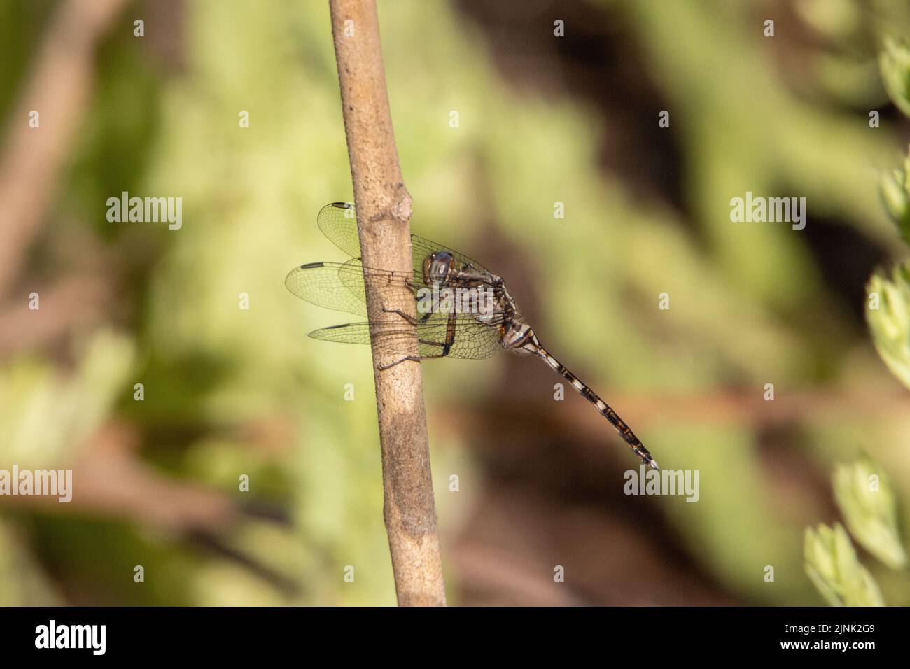 dragonfly resting on a twig in West Africa side view and isolated on a natural green background Stock Photo