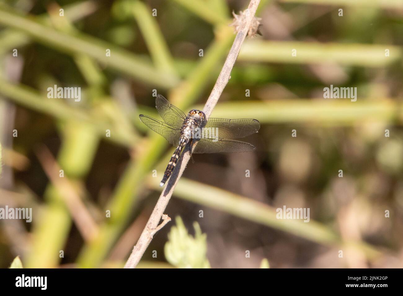 dragonfly resting on a twig in West Africa top view and isolated on a natural green background Stock Photo