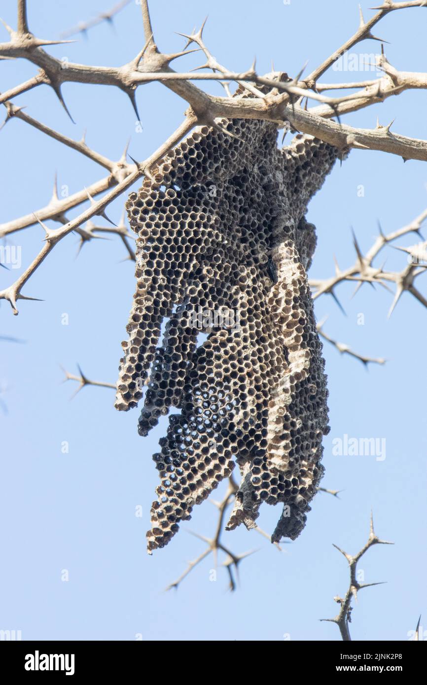 paper wasp nest hanging from a tree Stock Photo