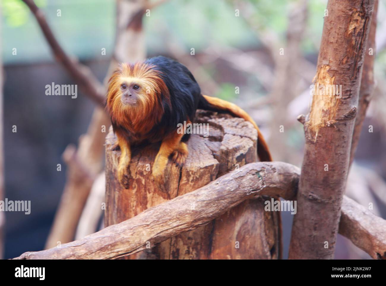 Golden Tamarin Monkey resting on a branch Stock Photo