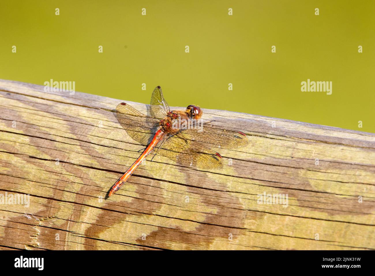 red dragonfly resting on a log with a natural pale green background Stock Photo
