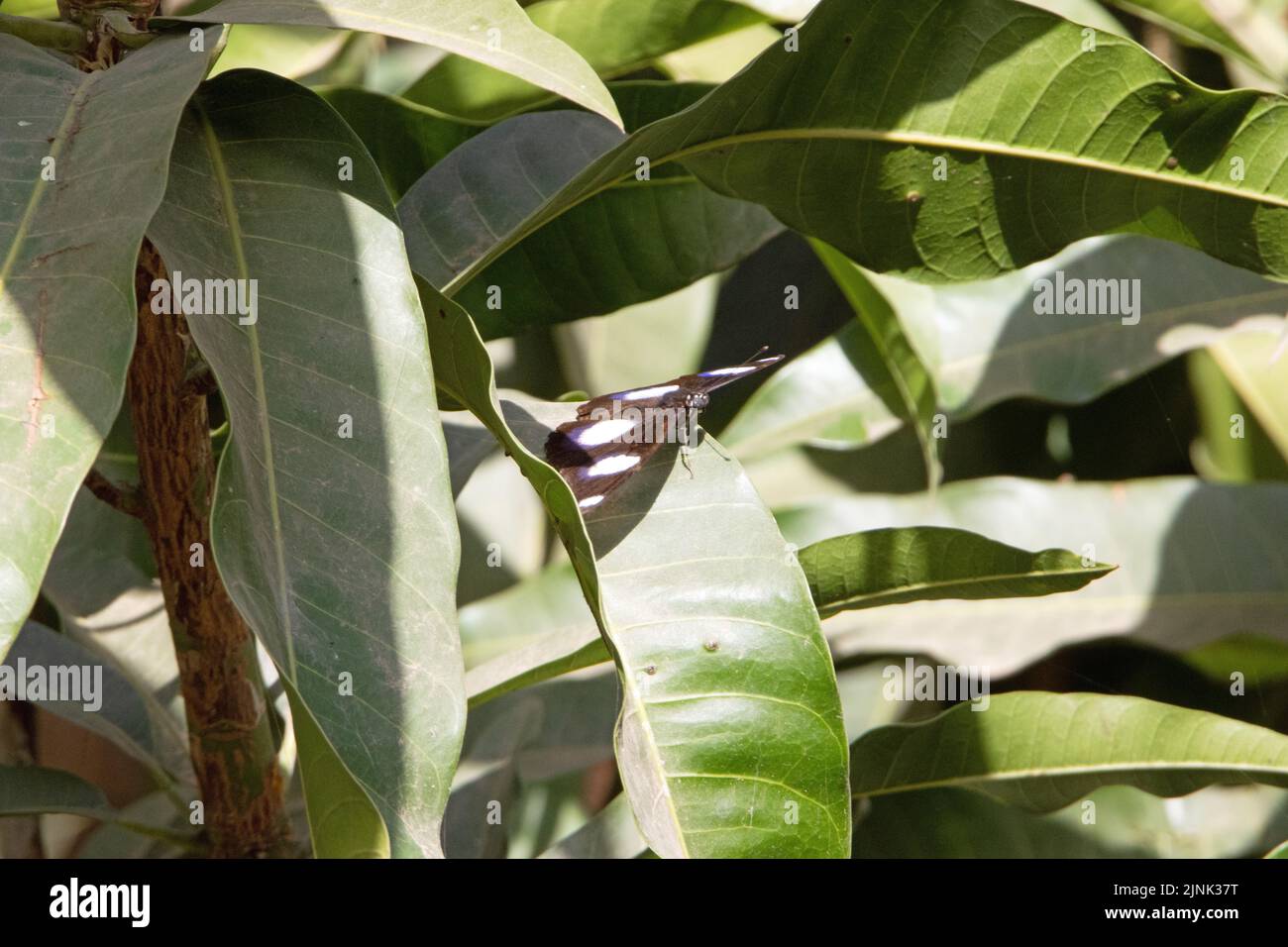 top view of a Danaid Eggfly butterfly (Hypolimnas misippus) resting on a leaf Stock Photo