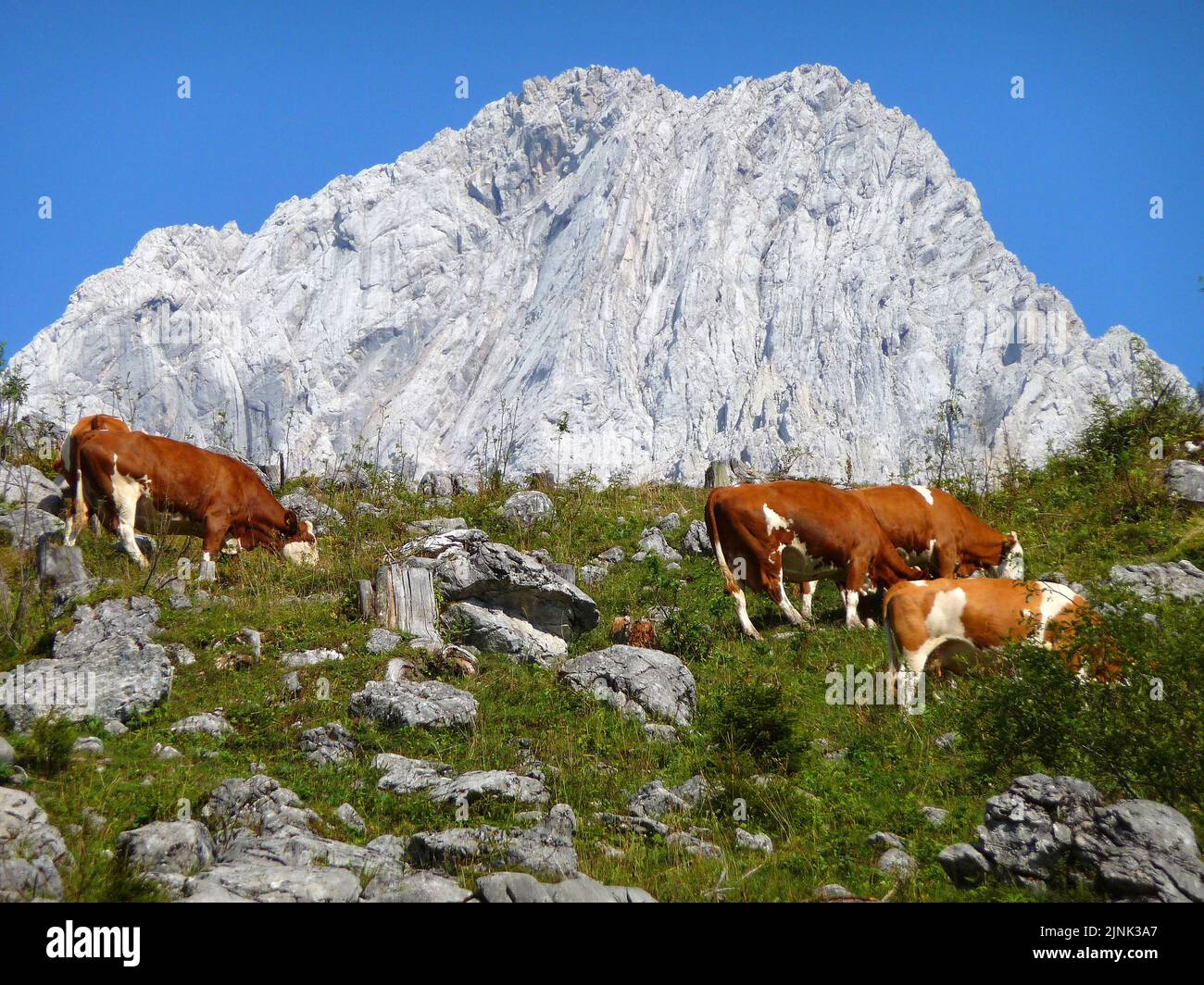 cow herd, mountain pasture, herds, mountain pastures Stock Photo - Alamy