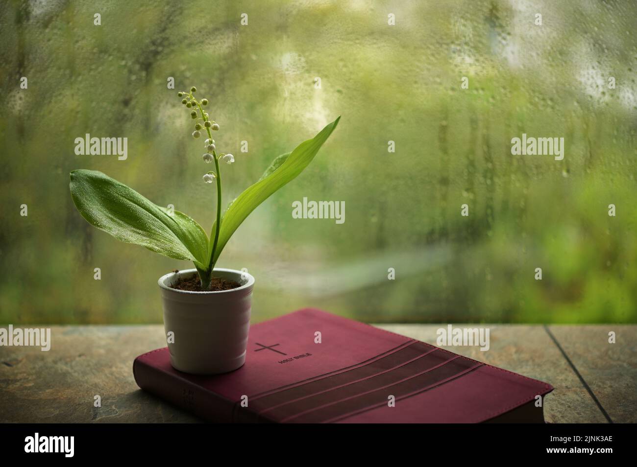 houseplant, lily of the valley, holy bible, houseplants, lily of the