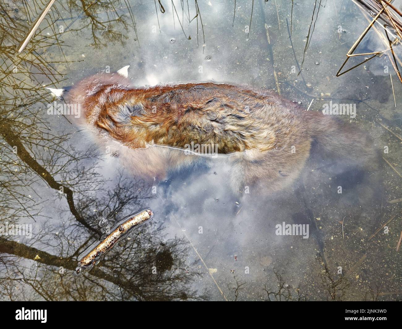 Drowned animal hi-res stock photography and images - Alamy Drowned animal hi-res stock photography and images - Alamy