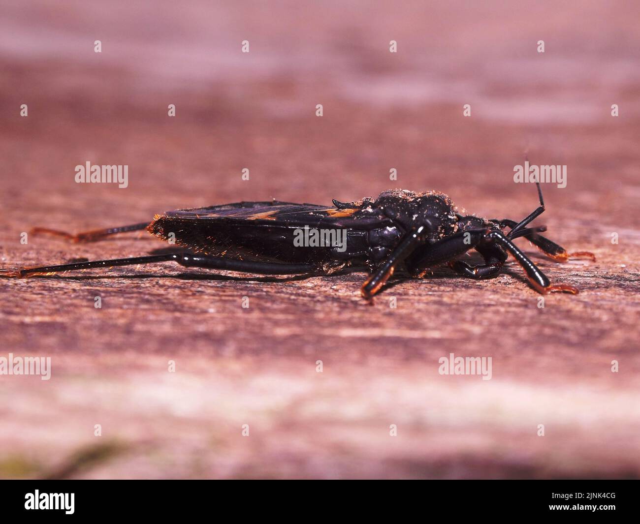 wide bodied Cricket with long antenna isolated and resting on a natural background Stock Photo